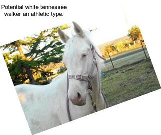 Potential white tennessee walker an athletic type.