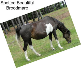 Spotted Beautiful Broodmare