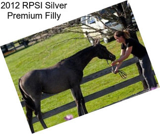 2012 RPSI Silver Premium Filly