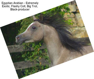 Egyptian Arabian - Extremely Exotic, Flashy Colt, Big Trot, Black-producer