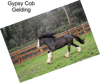 Gypsy Cob Gelding