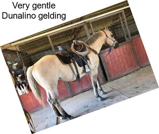 Very gentle Dunalino gelding