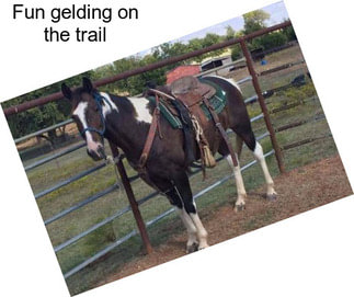 Fun gelding on the trail