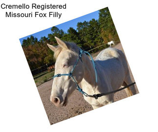 Cremello Registered Missouri Fox Filly