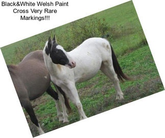 Black&White Welsh Paint Cross Very Rare Markings!!!