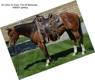 Nu Chex To Cash, Two ID Bartender - HANDY gelding