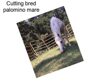 Cutting bred palomino mare