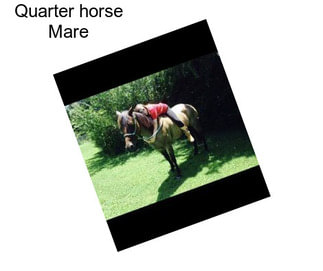 Quarter horse Mare