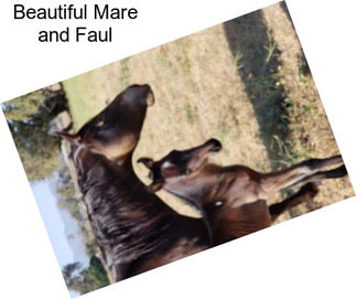 Beautiful Mare and Faul