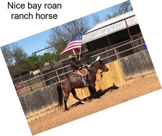 Nice bay roan ranch horse