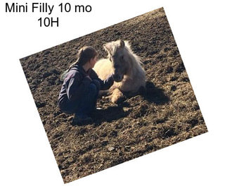 Mini Filly 10 mo 10H