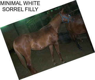 MINIMAL WHITE SORREL FILLY