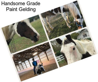 Handsome Grade Paint Gelding