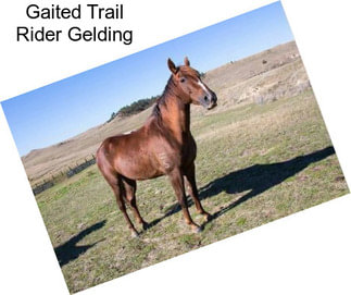 Gaited Trail Rider Gelding