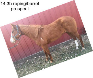 14.3h roping/barrel prospect