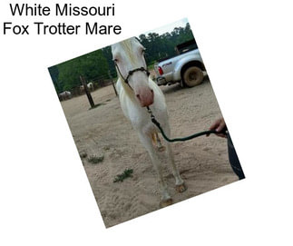 White Missouri Fox Trotter Mare