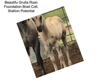 Beautifu Grulla Roan Foundation Bred Colt. Stallion Potential