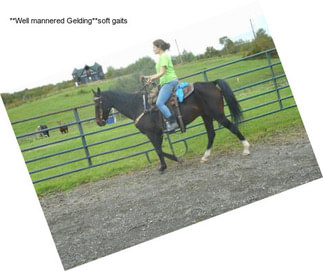 **Well mannered Gelding**soft gaits