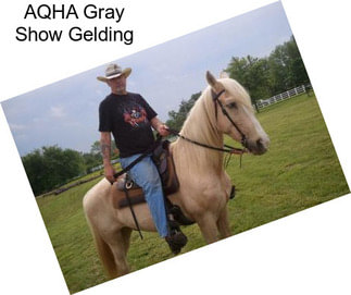 AQHA Gray Show Gelding