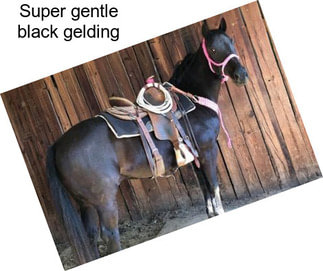 Super gentle black gelding