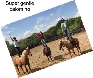 Super gentle palomino