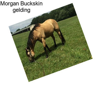 Morgan Buckskin gelding