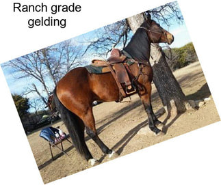 Ranch grade gelding