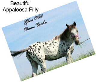 Beautiful Appaloosa Filly