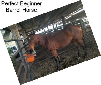 Perfect Beginner Barrel Horse