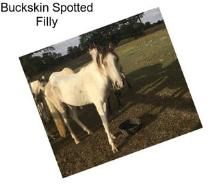 Buckskin Spotted Filly