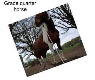 Grade quarter horse