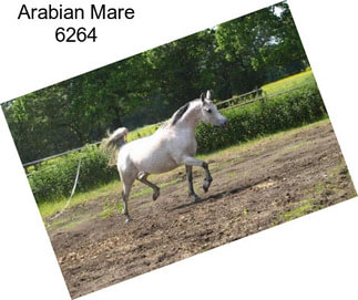 Arabian Mare 6264