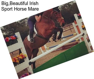 Big,Beautiful Irish Sport Horse Mare