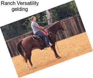 Ranch Versatility gelding