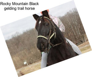 Rocky Mountain Black gelding trail horse