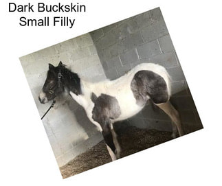 Dark Buckskin Small Filly