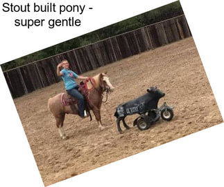 Stout built pony - super gentle