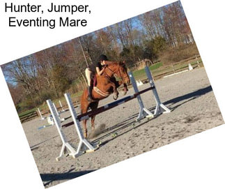 Hunter, Jumper, Eventing Mare