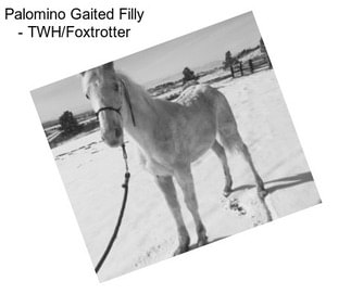 Palomino Gaited Filly - TWH/Foxtrotter