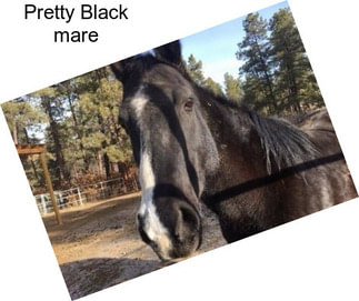 Pretty Black mare