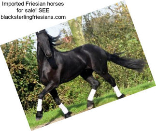 Imported Friesian horses for sale! SEE blacksterlingfriesians.com