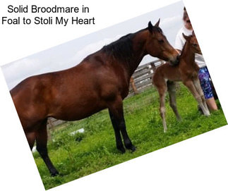 Solid Broodmare in Foal to Stoli My Heart