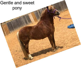 Gentle and sweet pony