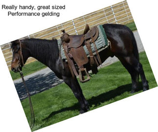 Really handy, great sized Performance gelding