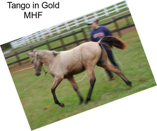 Tango in Gold MHF