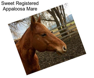 Sweet Registered Appaloosa Mare