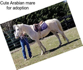 Cute Arabian mare for adoption