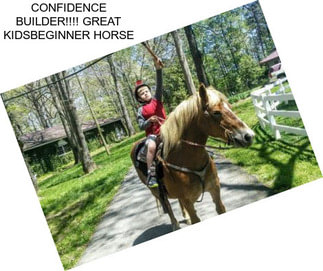 CONFIDENCE BUILDER!!!! GREAT KIDS\\BEGINNER HORSE