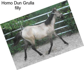 Homo Dun Grulla filly