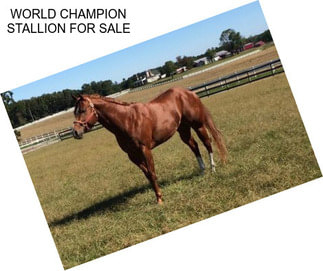 WORLD CHAMPION STALLION FOR SALE